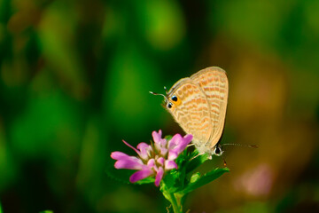 butterfly on flower