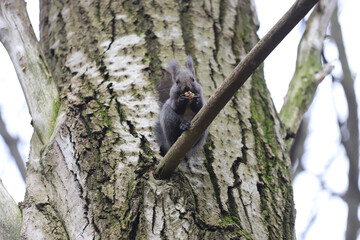 Squirrel stands on a branch cracks and eats a walnut