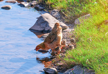 hen and small baby animal feeding food on river. family little chick in natural wildlife.