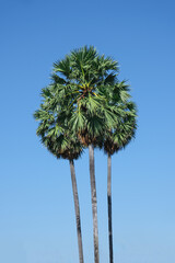 Obraz premium sugar palm or flabellifer high level blue sky background. green plant tropical fruit tree in thailand.