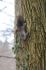 A cute squirrel climbs a tree trunk