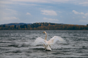 Swan on the lake taking flight