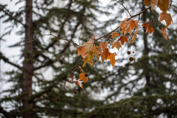 Pine Tree and Christmas Concept	
