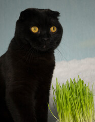 Black cat with home-grown green grass. Wheat grass for feeding domestic animals.