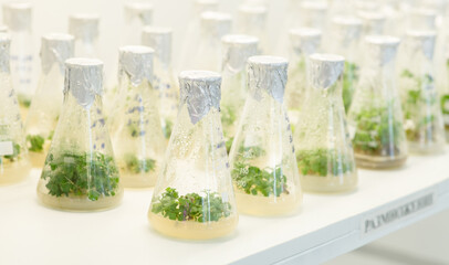 Test tubes with different plants in laboratory, closeup. University lab exploring new methods of plant breeding, Alternative green herb medicine, Natural skin care beauty products, Laboratory and deve