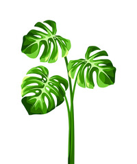 Vector tropical monstera leaves isolated on a white background.