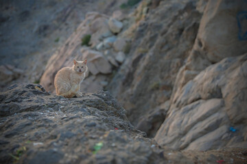 a cat sitting on rock of a mountain