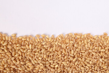 Wheat grain horizontal line frame border copy text space on white background