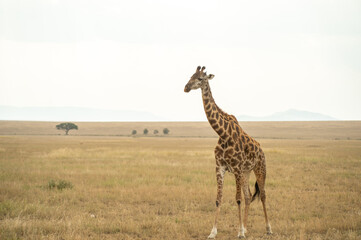 Naklejka na ściany i meble giraffe in the savannah