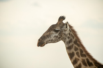 close up of giraffe in the wild