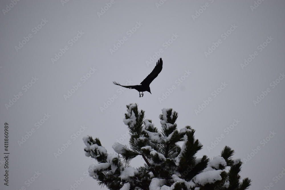 Wall mural startender schwarzer Vogel