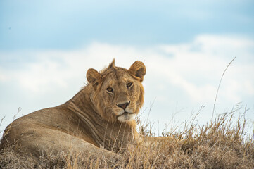 Male lion in safari