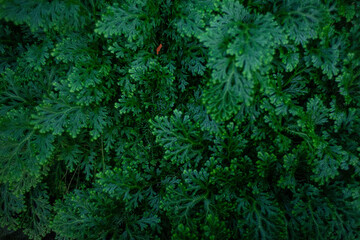 green moss background