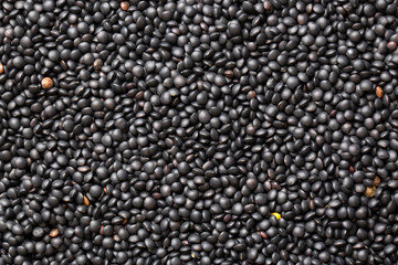 Black lentil seeds in detail