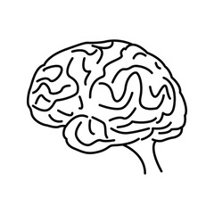 human brain vector, Human brain