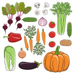 Set of vegetables. Beets, tomatoes, pepper, pumpkin, carrots, cabbage, celery, onion and cucumber. Farm healthy products. Organic vector food