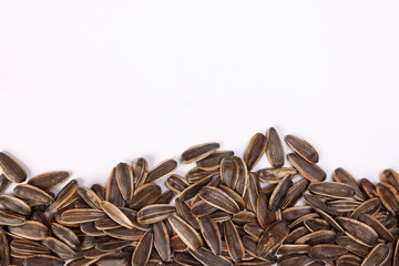 Sunflower seed horizontal line frame border copy text space on white background