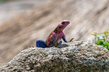 The Mwanza flat-headed rock agama.