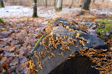 Closeup shot of a woody mushroom on an old tree