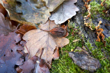 Selective focus shot of chestnut in a dry shell on dried autumn leaves