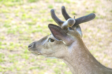 Close up of a deer staring to the front