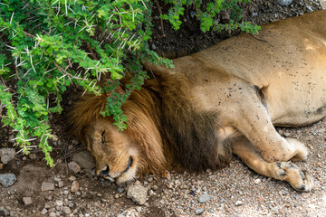 A tired male lion sleeping on the ground. 