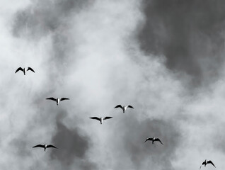 A flock of seagulls birds flying against a cloudy sky.