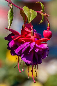 charming, beautiful red fuchsia flower