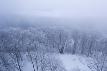 Hoarfrost on trees on Napoleon's hill, or Jiesia (Pajesys) hill fort mound. Kaunas, Lithuania