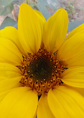 Close up Beautiful sunflower blossom very beautifully in garden with blury background of leafs and flowers.
