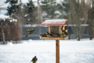 A flock of greenfinches feeding and fighting for food at the bird feeder.