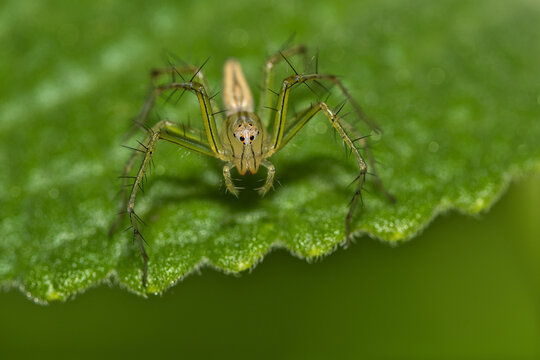 The Lynx spider 