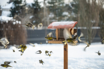 A flock of greenfinches feeding and fighting for food at the bird feeder.