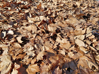 dry leaves fallen on the ground