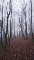 Obraz premium mystical landscape in the beech forest with few leaves shrouded in dense fog in the cold season