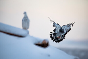A white and a grey spotted domestic pigeons on a snowy roof. Grey pigeon fly