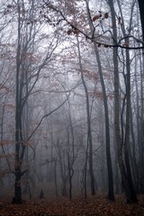 Fototapeta na wymiar mystical landscape in the beech forest with few leaves shrouded in dense fog in the cold season