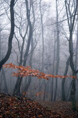 mystical landscape in the wood during cold season. red beech leaves on tree branches in the dense fog of the forest