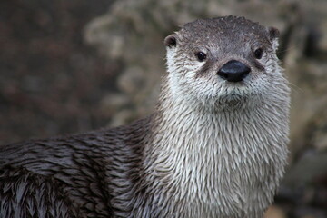 Eurasian otter is posing for a portrait