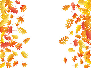 Oak, maple, wild ash rowan leaves vector, autumn foliage on white background.