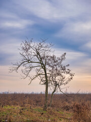 Lonely leafless bare tree on the field at sunset or sunrise