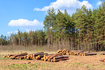 Stacked tree trunks felled by the logging timber industry in pine forest