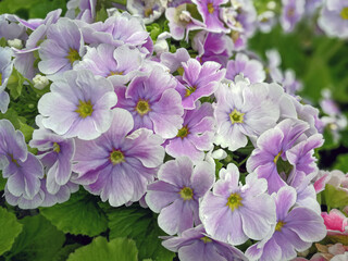 Closeup of beautiful dense pale purple Primula flowers on a plant in spring