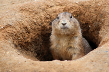 black-tailed prairie dog is watching