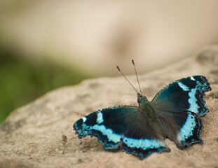 butterfly on a rock