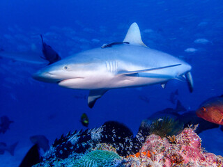 Fototapeta na wymiar Grey Shark en Islas Fiji