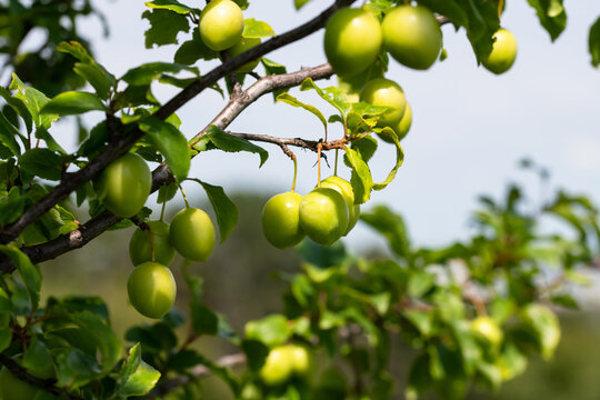 Unreife Kriecherl, Kriechen-Pflaume, Prunus domestica