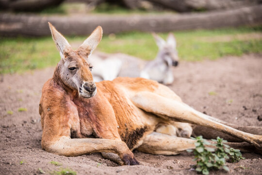 canguro rojo sentado en el suelo, en australia