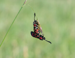 Esparsetten-Widderchens, Zygaena carniolica, Paarung