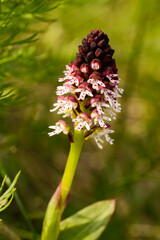 Brand-Knabenkraut, Neotinea ustulata	